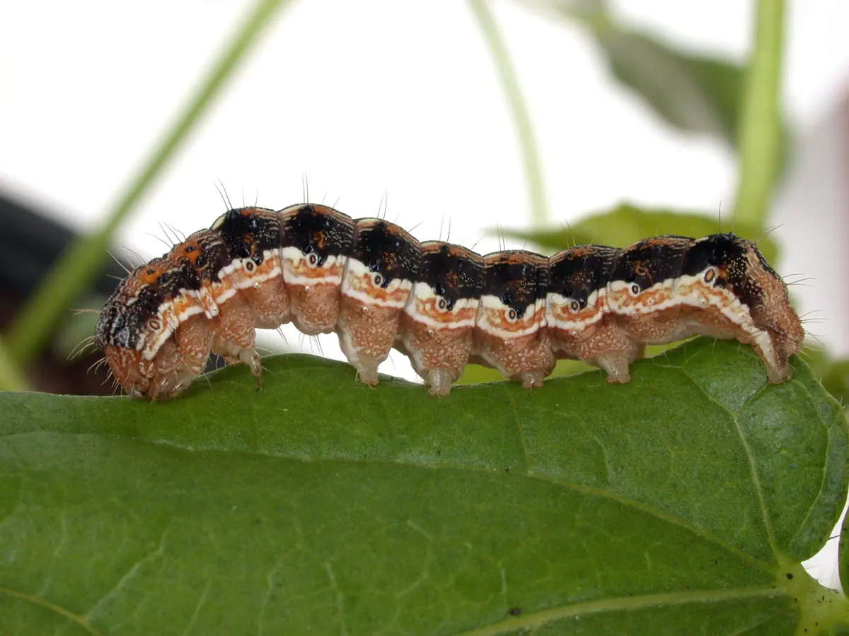 Brown and black striped Helicoverpa caterpillar with a pale side stripe walking along a leaf