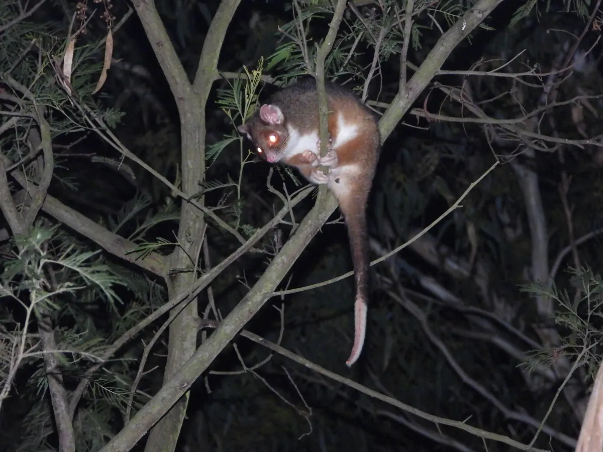 Common ringtail possum on a branch at night with its tail curled