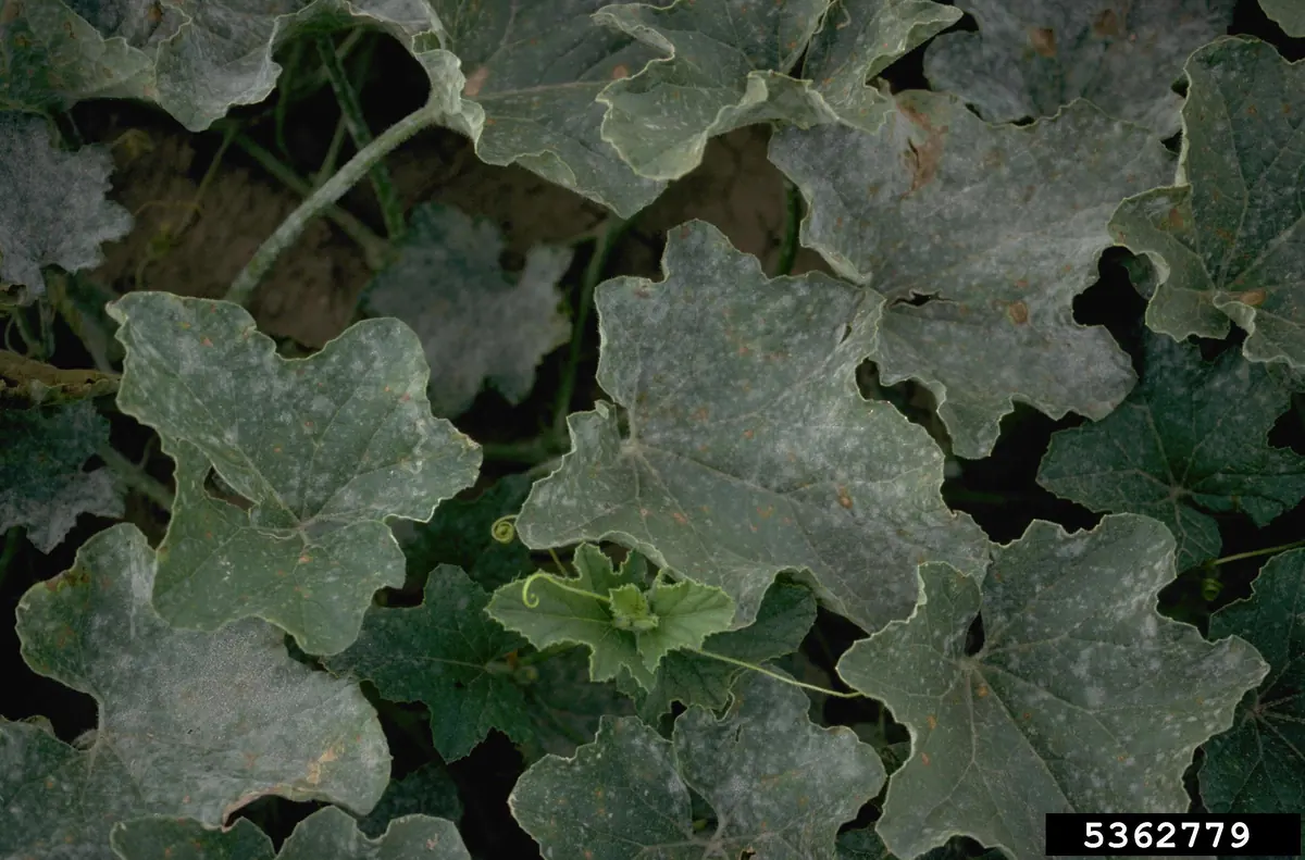 Melon leaves coated in a white powdery mildew film