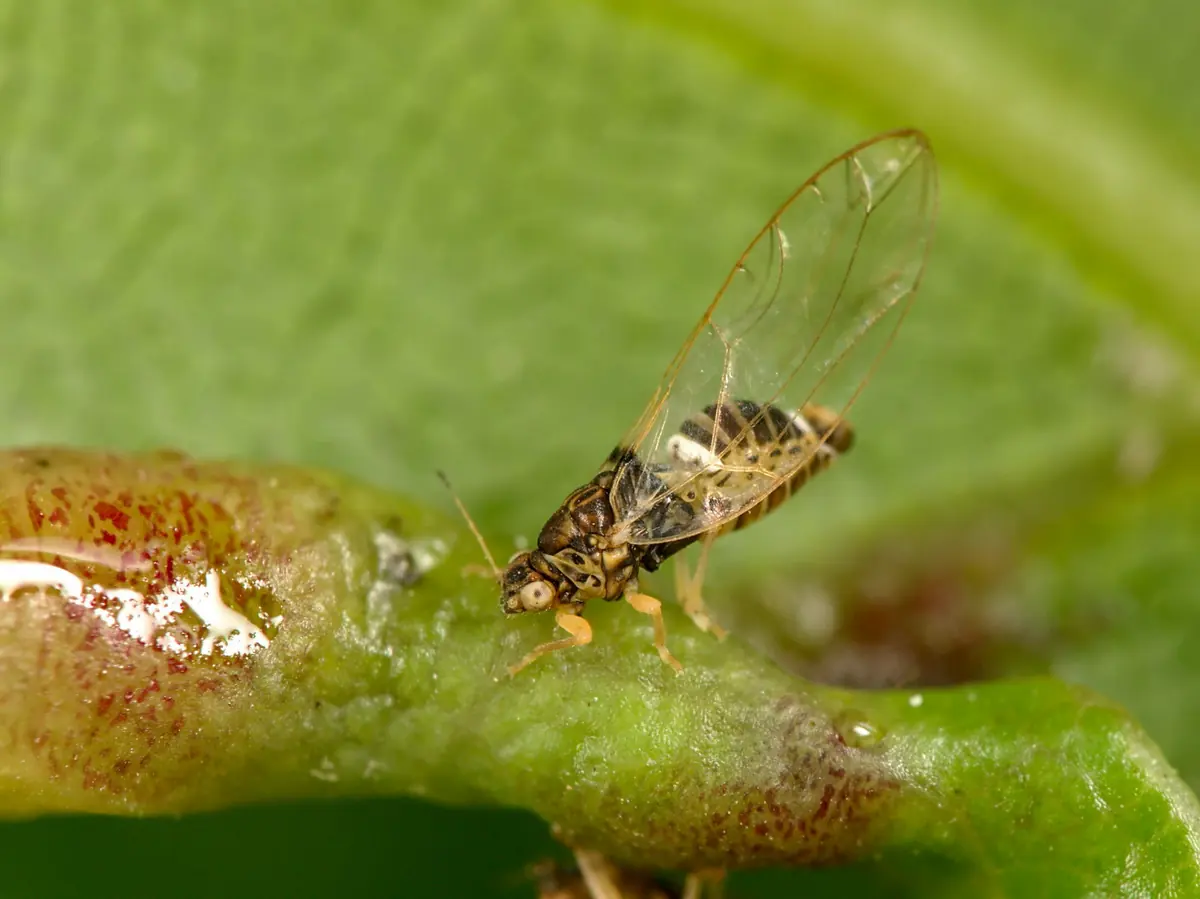 A small winged psyllid adult with mottled wings sitting on a rolled bay leaf