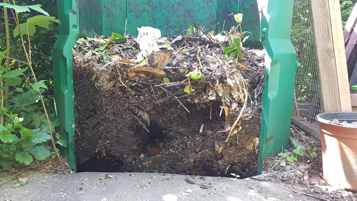 Open compost heap with a rat burrow tunnelled into it