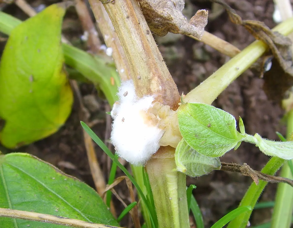Bean plant stem with a thick tuft of white cottony fungal growth at a joint
