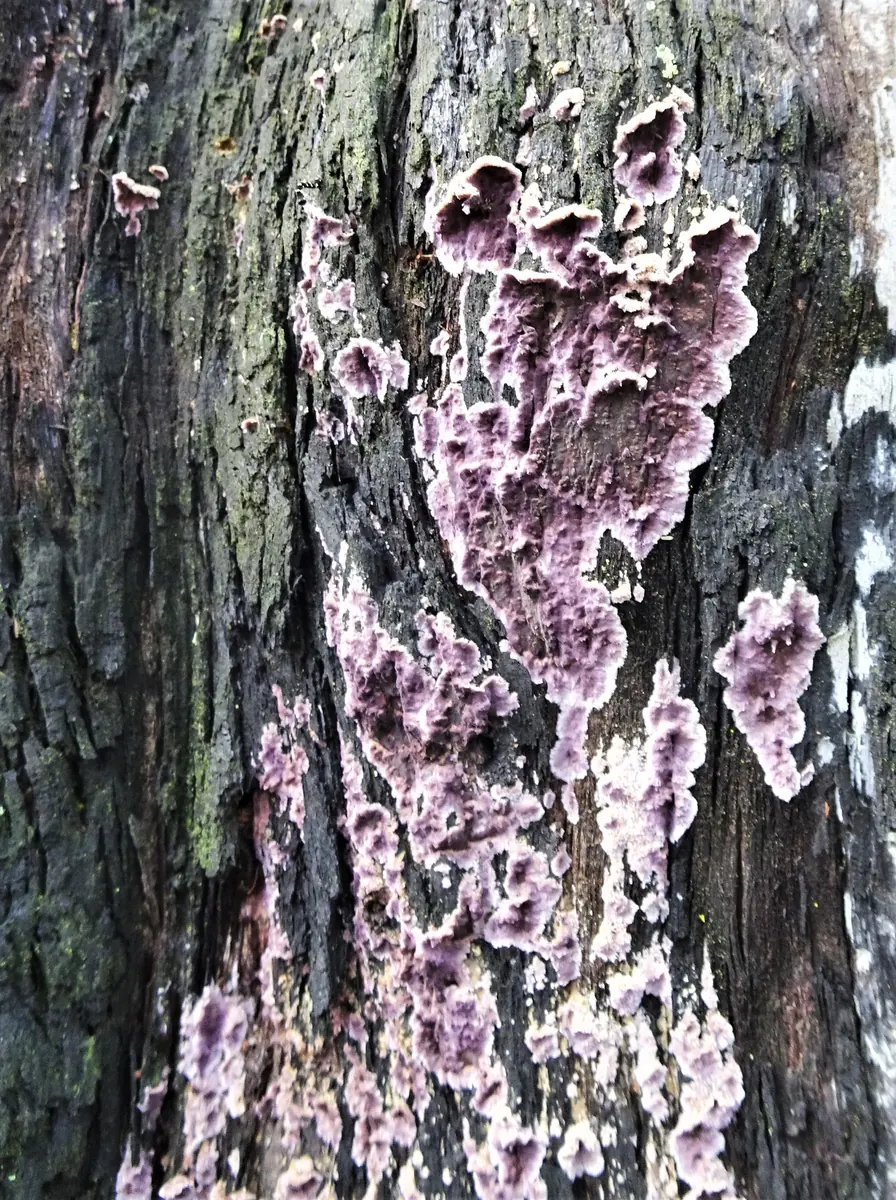 Purple and lilac crust-like fungal growth on dark tree bark