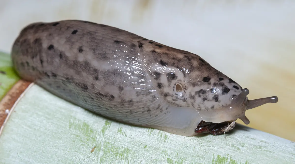 Leopard slug, a large grey-brown slug with dark spots