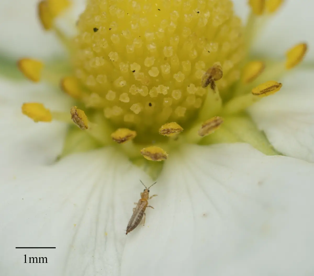 Slender western flower thrips in a white flower, with a 1 mm scale bar
