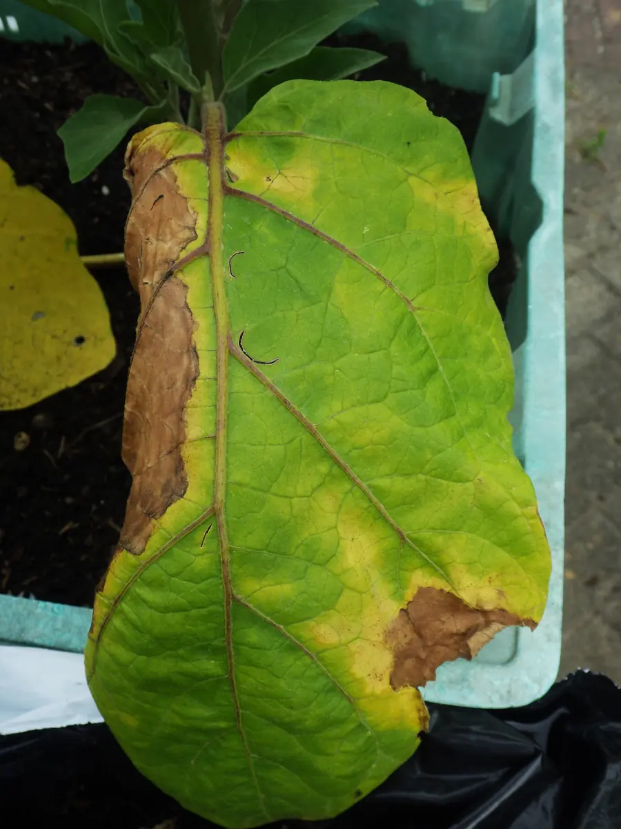 Eggplant leaf yellowing and browning on one side of the midrib while the other side stays green