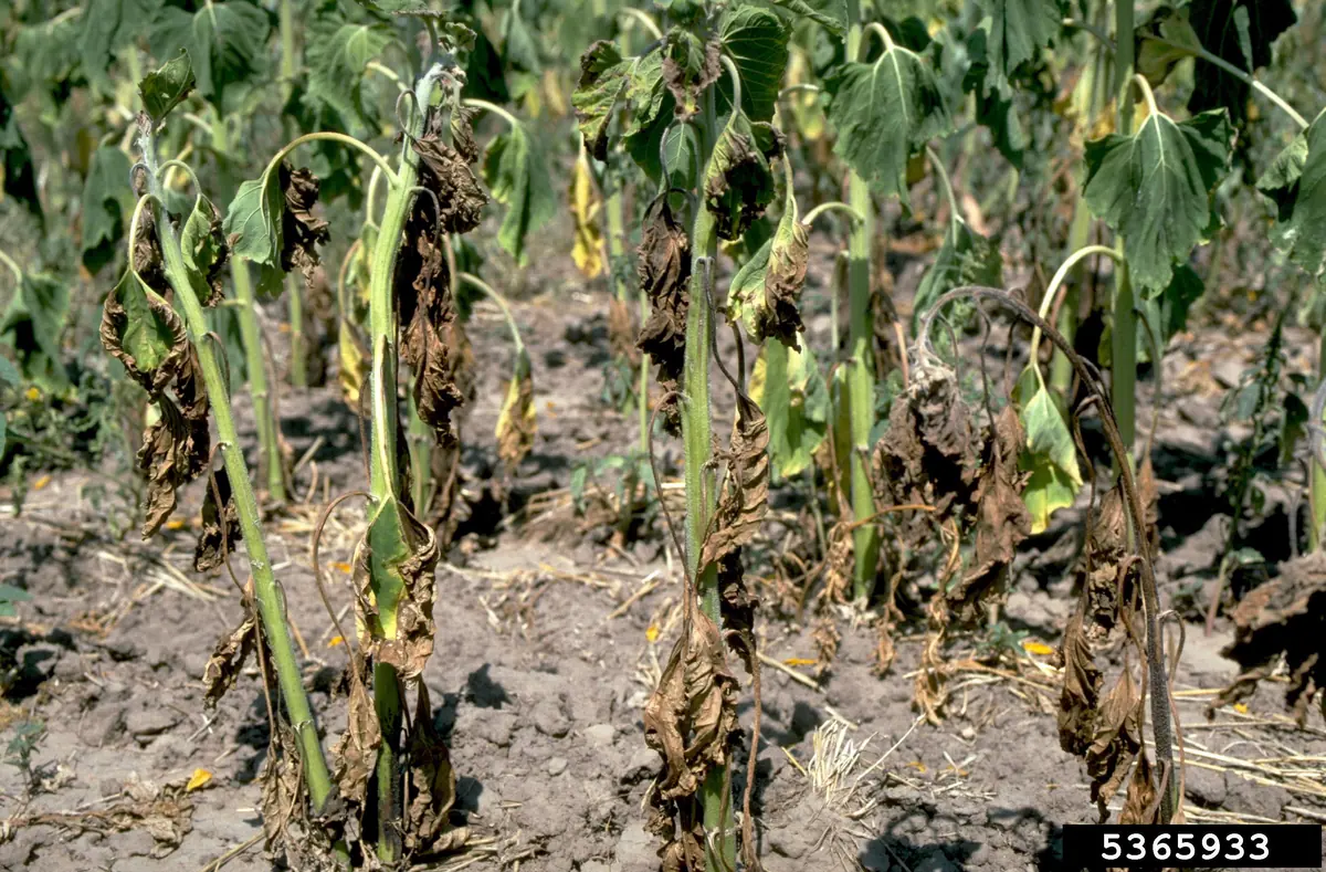Row of sunflower plants with brown, collapsed, wilted leaves in a dry field