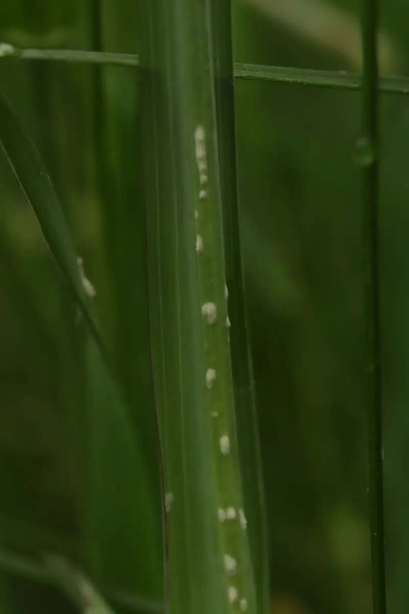 Narrow grass-like goat's beard leaf with small white pustules