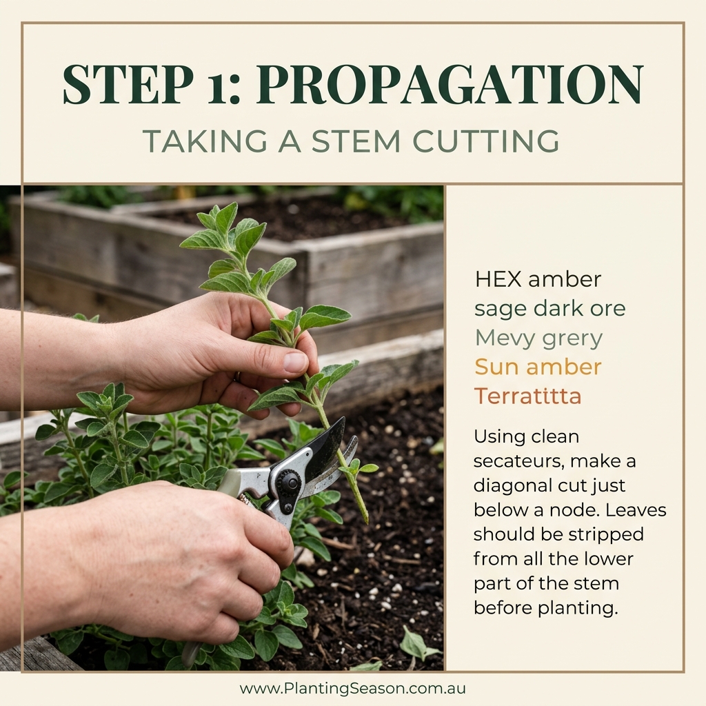 Taking a stem cutting from a herb plant with clean secateurs