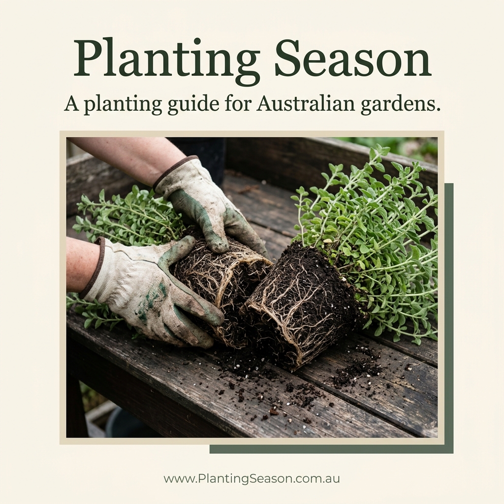 Dividing a mature herb plant root ball into sections