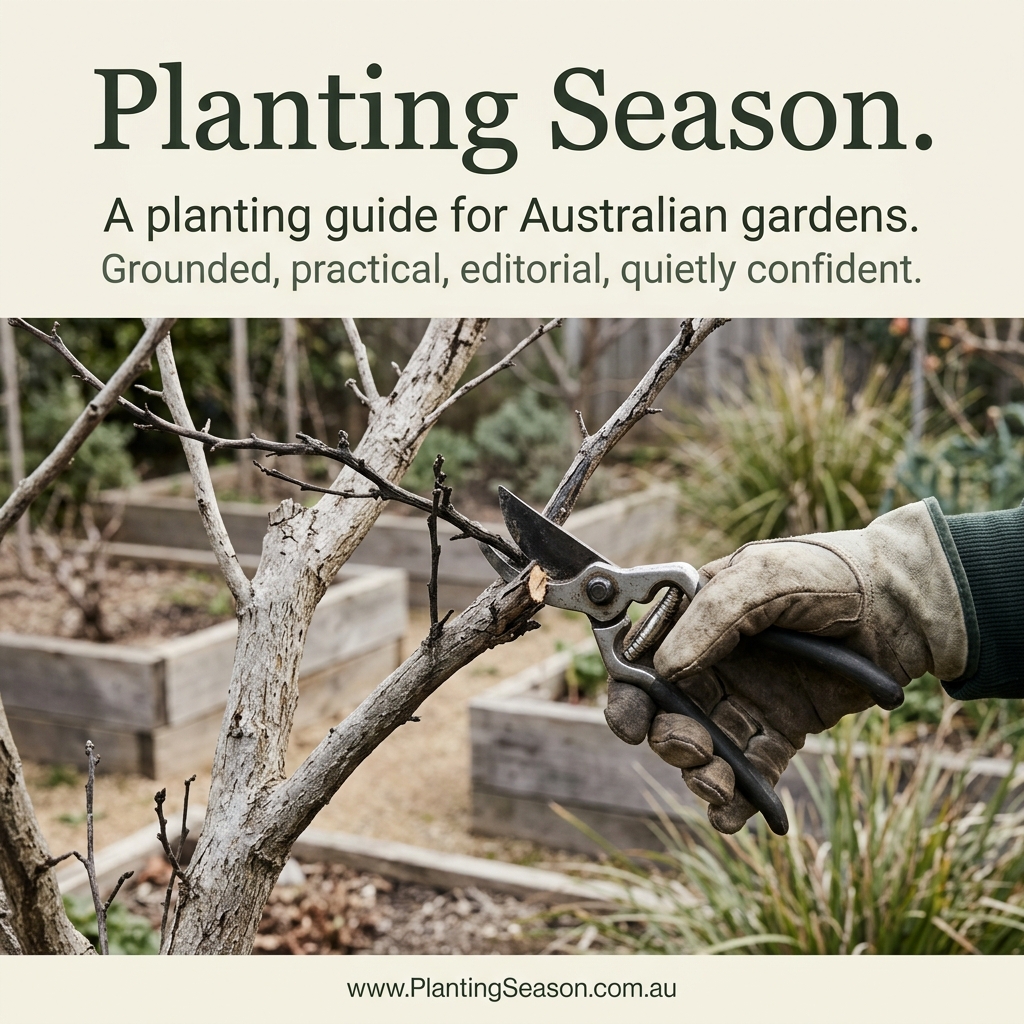 Making a clean cut to remove a dead branch from a fruit tree