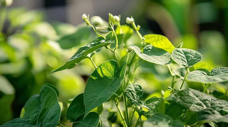 Bean plant with white flowers