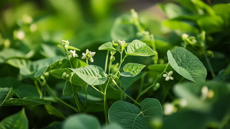 Healthy bean bush in raised bed