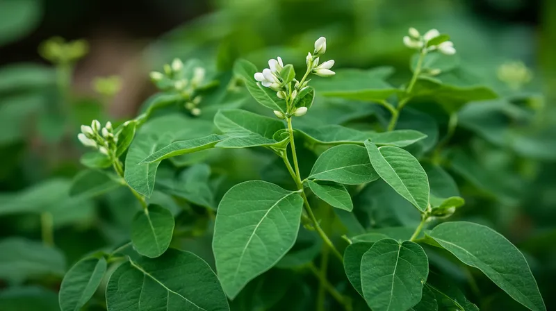 Bean plant flowering in the garden