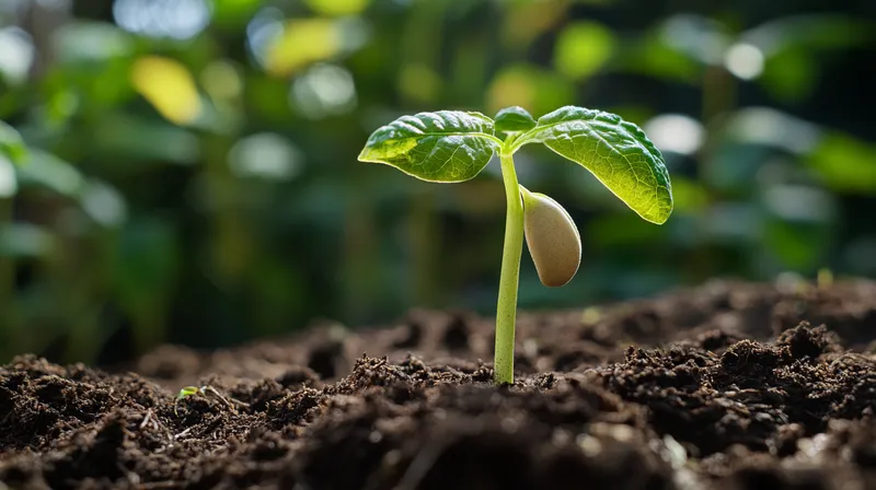 Bean seedlings with first true leaves