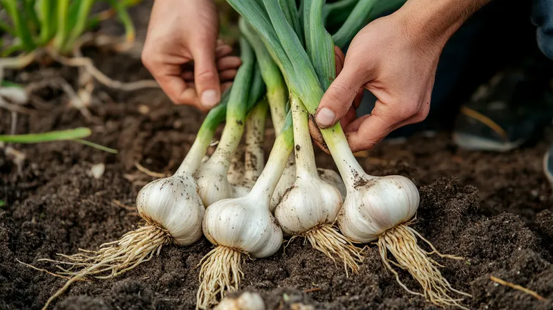 Basket of freshly harvested garlic