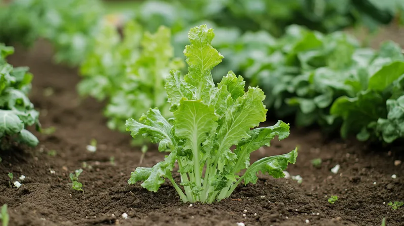 Snail damage on lettuce leaves